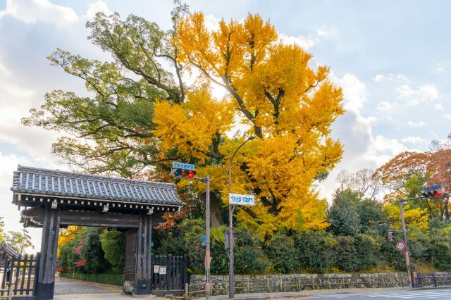Kyoto Gyoen National Garden Autumn Ginkgo