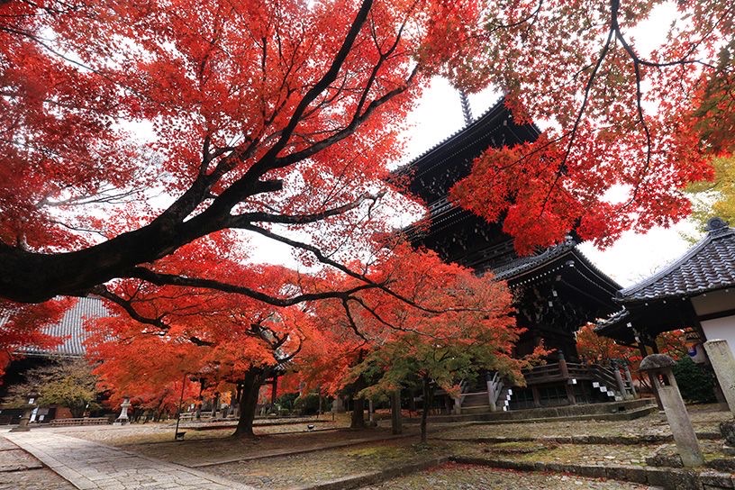 Shinnyodo Temple Pagoda Autumn Leaves Kyoto