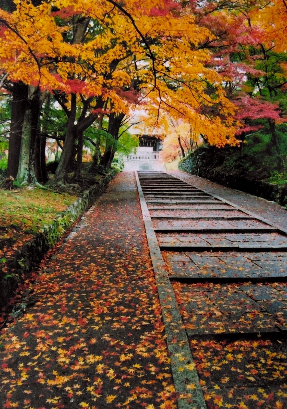 Bishamon-do Temple Autumn Fallen Red Leaves Carpet
