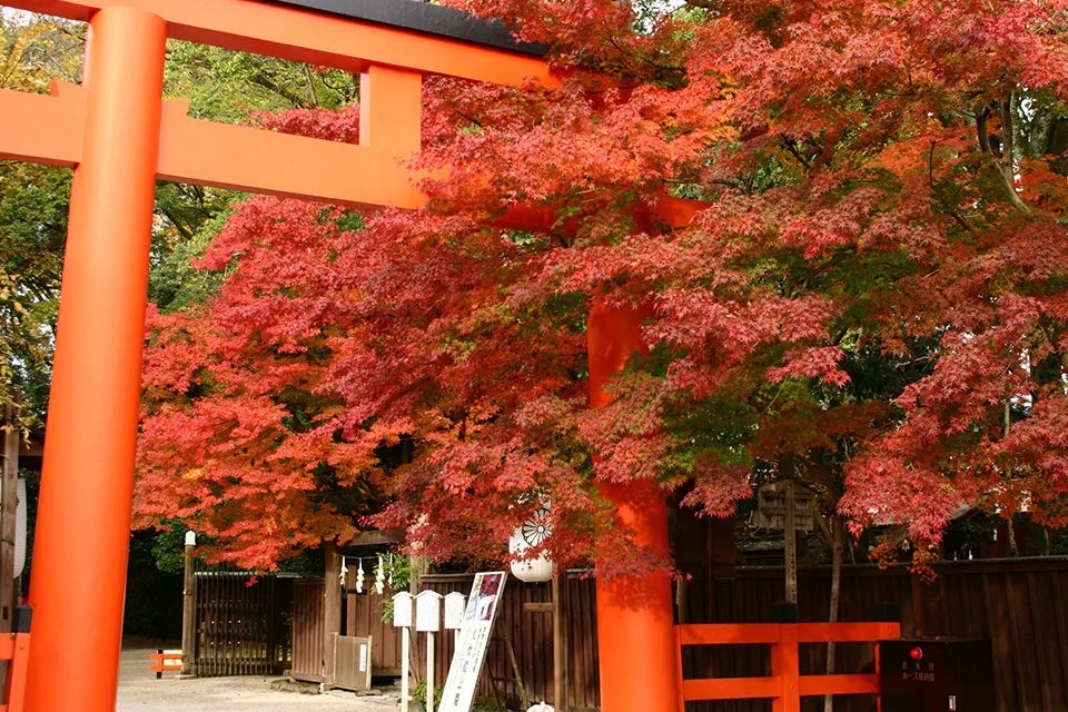 Shimogamo Shrine Torii and Autumn Leaves Tadasu no Mori Kyoto