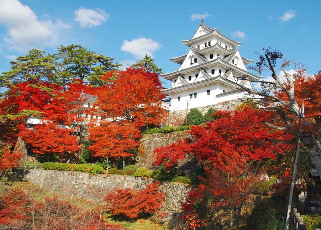 Gujo Hachiman Castle Autumn Leaves Gifu