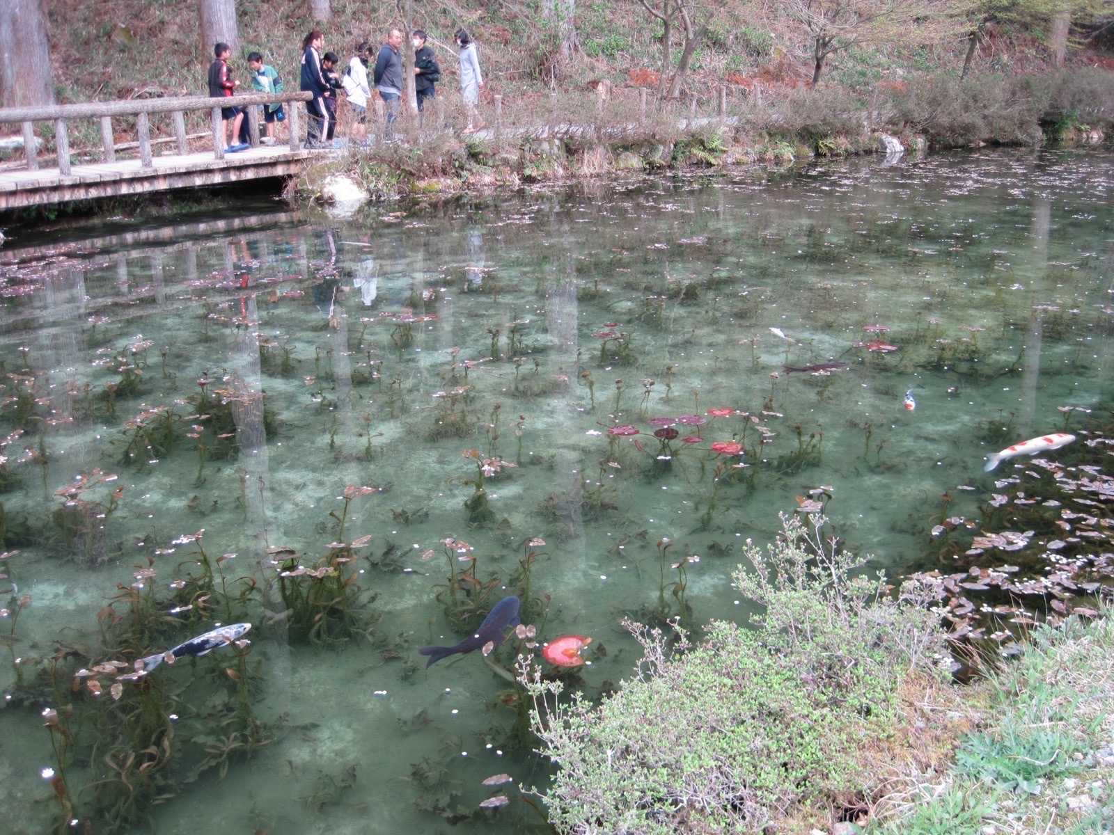 Monet Pond Namonaki Ike Seki Gifu