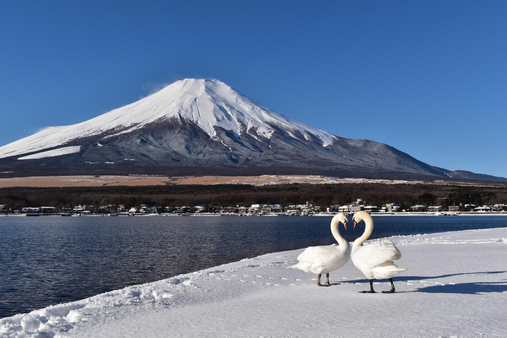 Lake Yamanaka Swans and Mount Fuji View