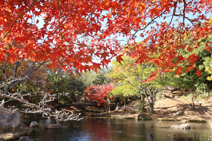 Hamamatsu Castle Park Autumn Momiji Leaves
